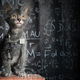 Image for article titled Humans create cat werewolves—and they're very cute and very spooky